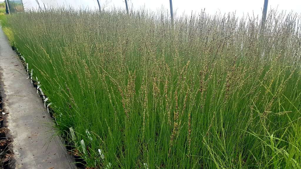 Molinia caerulea ssp. caerulea 'Heidebraut' ---